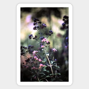 Blooming oregano Sticker